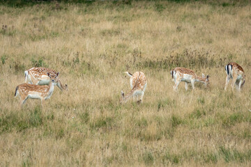 beautiful fallow deer in the English Countryside