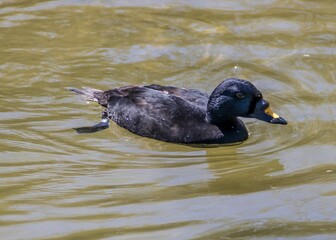 the common scoter duck an all dark sea duck with yellow marking on bill