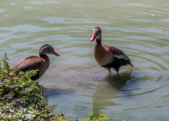 black bellied whistling duck a boisterous duck with a pink bill