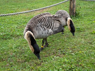 The Nene the world's rarest goose also known as Hawaiian goose 