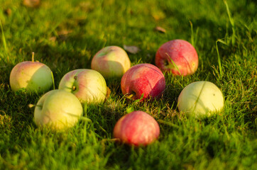 ripe apples on the grass, free space
