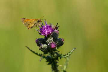 Braunkolbiger Braun-Dickkopffalter (Thymelicus sylvestris) (7)