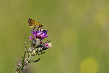 Braunkolbiger Braun-Dickkopffalter (Thymelicus sylvestris)