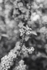 Black and white closeup of spring lilac blooms