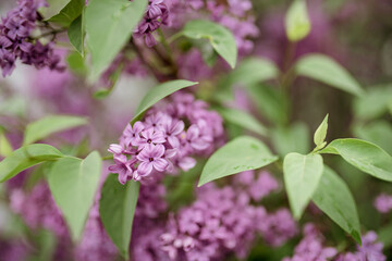 Fototapeta na wymiar Spring lilac blooms and leaves in the garden