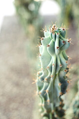 Prickly pastel cactus in the desert