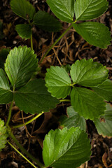 green leaves of strawberry in the forest macro photography 