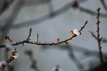 damask tree flowers blooming in the spring