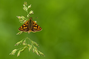 Gelbwürfeliger Dickkopffalter (Carterocephalus palaemon)