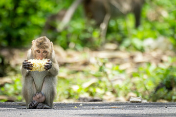 Baby monkey sitting eating food.