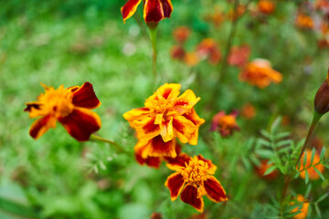 marigolds. marigolds several pieces on a background of green foliage. 