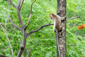 Baby monkey climbing a tree in the forest.