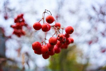 Fototapeta na wymiar autumn ashberry. red rowan on a sky. mountain ash on the sky background. rowan branch