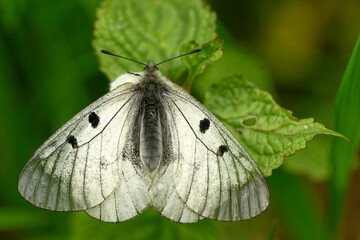 Schwarzer Apollo (Parnassius mnemosyne)