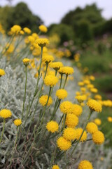 Fototapeta premium immortelle, fond d'écran, arrière plan, jardin fleuri, lumineux, délicat, 