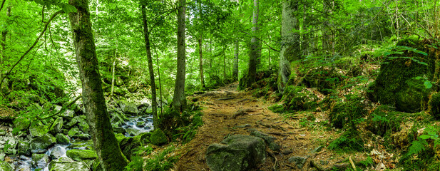 Wanderweg mit Herbstlaub im Wald