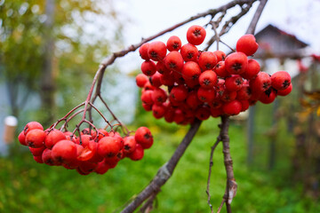 autumn ashberry on sky and green tree. red rowan.  a bunch of mountain ash