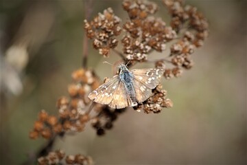 monochrome, papillon, automne, discret, caméléon, brun, marron, 