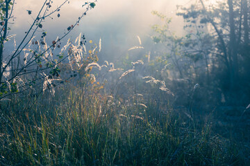 A beautiful dreamy morning scene on a forest meadow with dry grass and bushes in sunlight rays through the fog. Shallow depth of field.