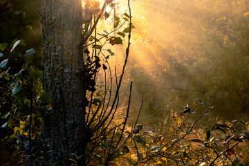Beautiful dawn in the autumn forest. Bright sunlight rays through the trees and morning fog.