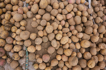 potatoes on the background of the earth