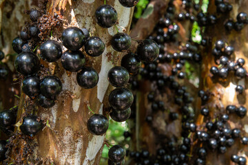 jabuticaba tree stalk loaded with fruit