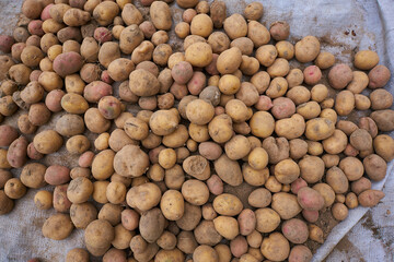 potatoes on a white bag