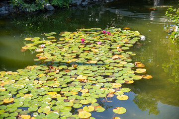 Obraz na płótnie Canvas Lotus Blossom Lily Pads Koi Fish