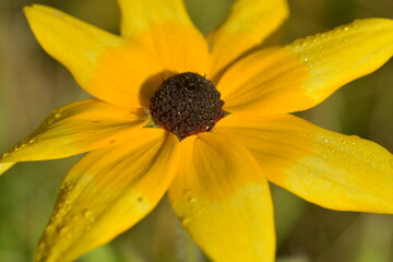 Black-eyed Susan (Rudbeckia fulgida) in autumn with dew