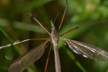 Close-up of crane fly (Tipulidae)