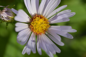 Blue Aster (family Asteraceae)