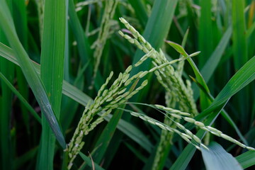 grass in the wind