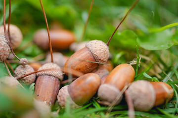 Acorn falling from the grass