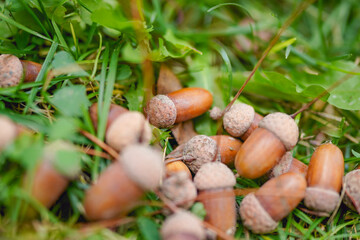Acorn falling from the grass