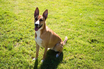 cinnamon coloured dog with white chest and legs sitting on the ground looking at his owner. Concept companion animals. 4th october world pet day.