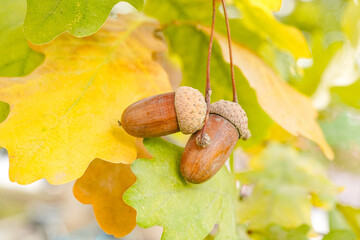 Holding ripe acorns in autumn