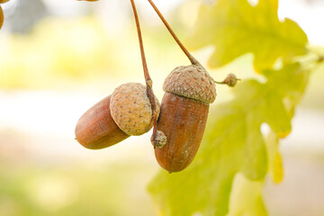 Ripe acorns and oak leaves on autumn trees