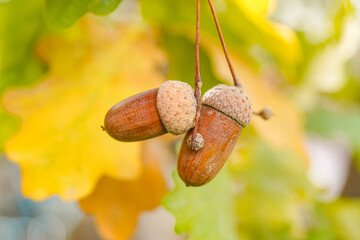Ripe acorns and oak leaves on autumn trees