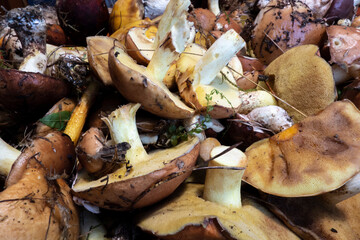 Freshly harvested edible mushrooms for kitchen and restaurant us