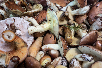 Freshly harvested edible mushrooms for kitchen and restaurant us