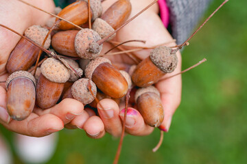 Holding ripe acorns in autumn