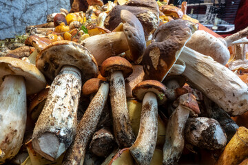 Freshly harvested edible mushrooms for kitchen and restaurant us