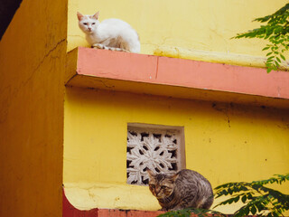 Cats on roof
