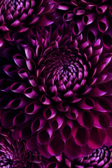  Chrysanthemum flower macro background. Beautiful floral abstract photography.