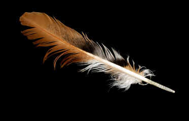 brown and white hen feather on black isolated background