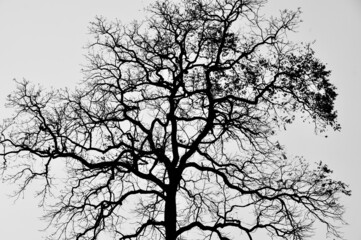 Fototapeta premium Silhouette of a dry tree with black and white theme