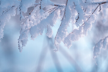 Beautiful winter sunrise. January frosty morning and rime on tree branches. Macro photo. Winter wonderland.