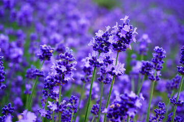 Close up of lavender flower in garden in Japan