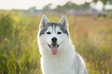 Portrait of beautiful and happy silver siberian husky dog sitting in the field at sunset.