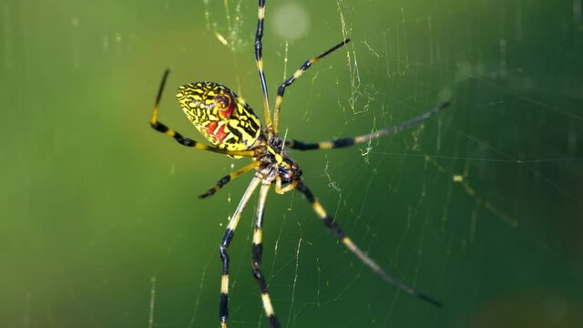 Joro Spider -Trichonephila Clavata or Nephila Clavata - hanging  in the web in Japan, macro of the abdomen with silk  close-up